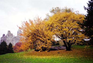 NYC135