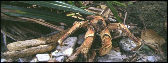 ChristmasIsland03