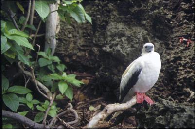 ChristmasIsland04