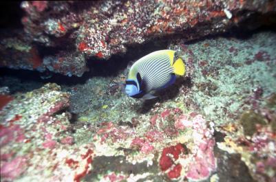 ChristmasIsland05
