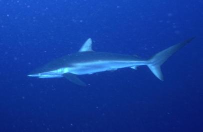 ChristmasIsland08