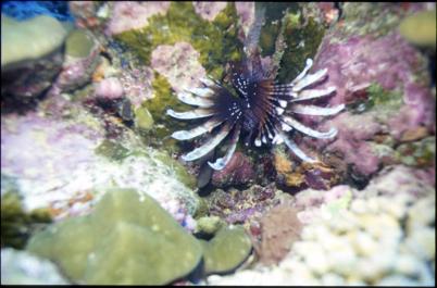ChristmasIsland09