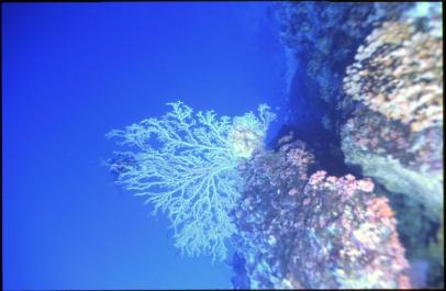 ChristmasIsland10