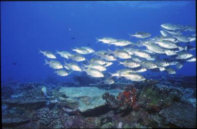 ChristmasIsland11
