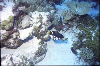 ChristmasIsland13
