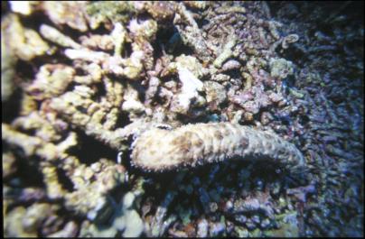 ChristmasIsland14