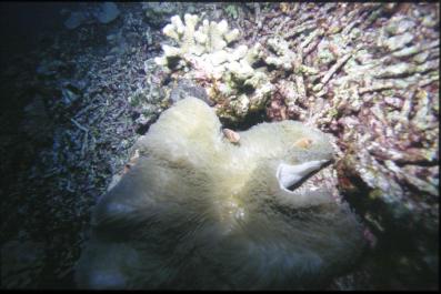 ChristmasIsland15