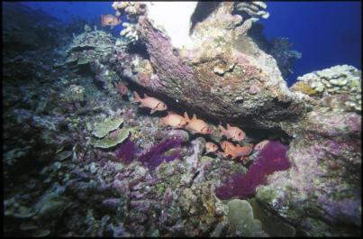 ChristmasIsland16
