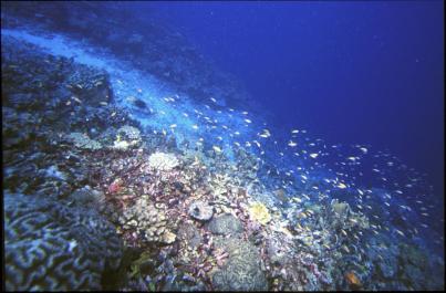 ChristmasIsland17