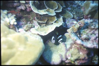ChristmasIsland18