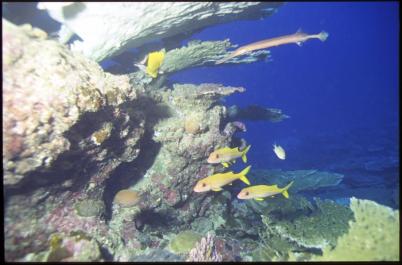 ChristmasIsland19