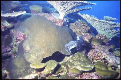 ChristmasIsland20
