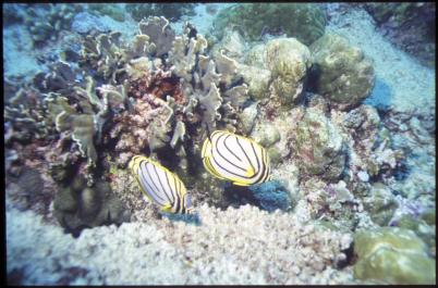 ChristmasIsland21