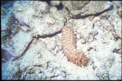ChristmasIsland22