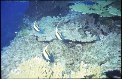 ChristmasIsland23