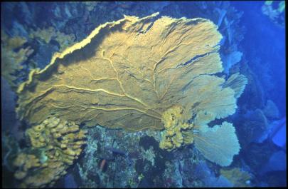 ChristmasIsland24