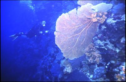ChristmasIsland25