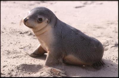 KangarooIsland01