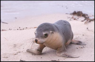 KangarooIsland02