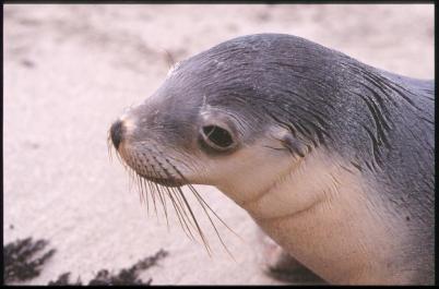 KangarooIsland03