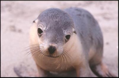KangarooIsland04