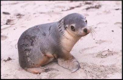 KangarooIsland05