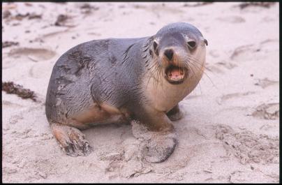 KangarooIsland06