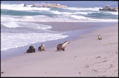 KangarooIsland07