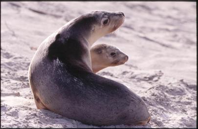 KangarooIsland08