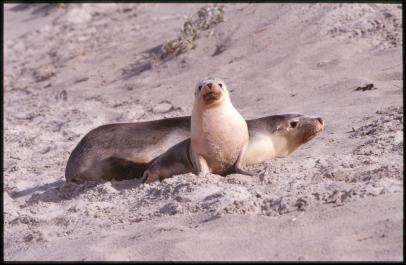 KangarooIsland09
