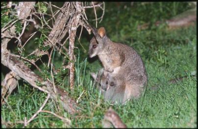 KangarooIsland13