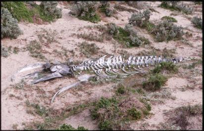 KangarooIsland20