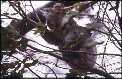 KangarooIsland26