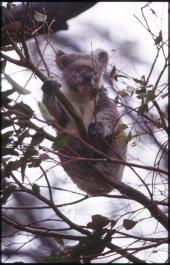 KangarooIsland27