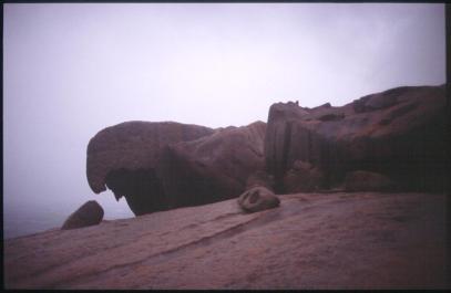 KangarooIsland31