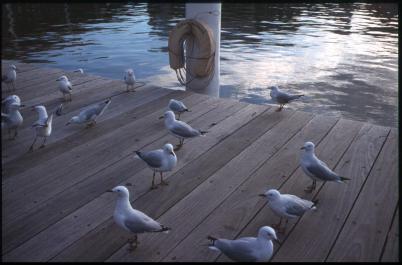 Sydney03