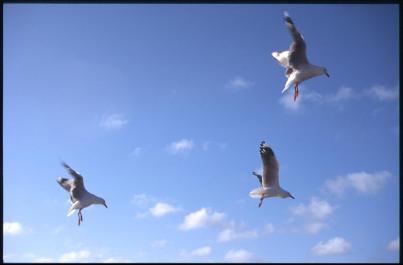 Sydney07