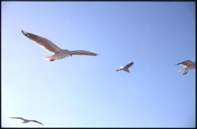 Sydney08