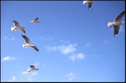 Sydney09