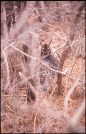 Tasmania14