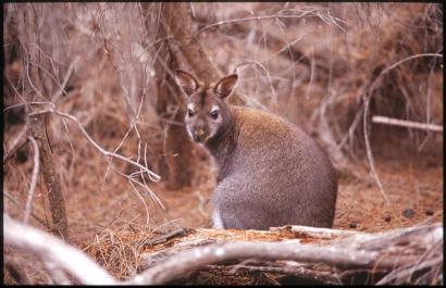 Tasmania15