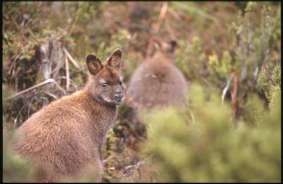 Tasmania16