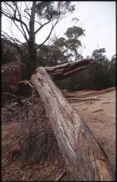 Tasmania17