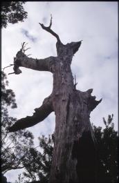 Tasmania18