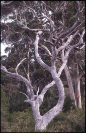 Tasmania19