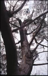 Tasmania20