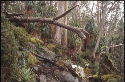 Tasmania22