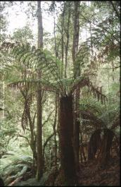 Tasmania24