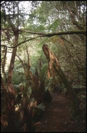 Tasmania25