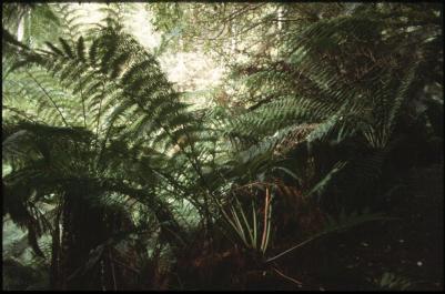 Tasmania26